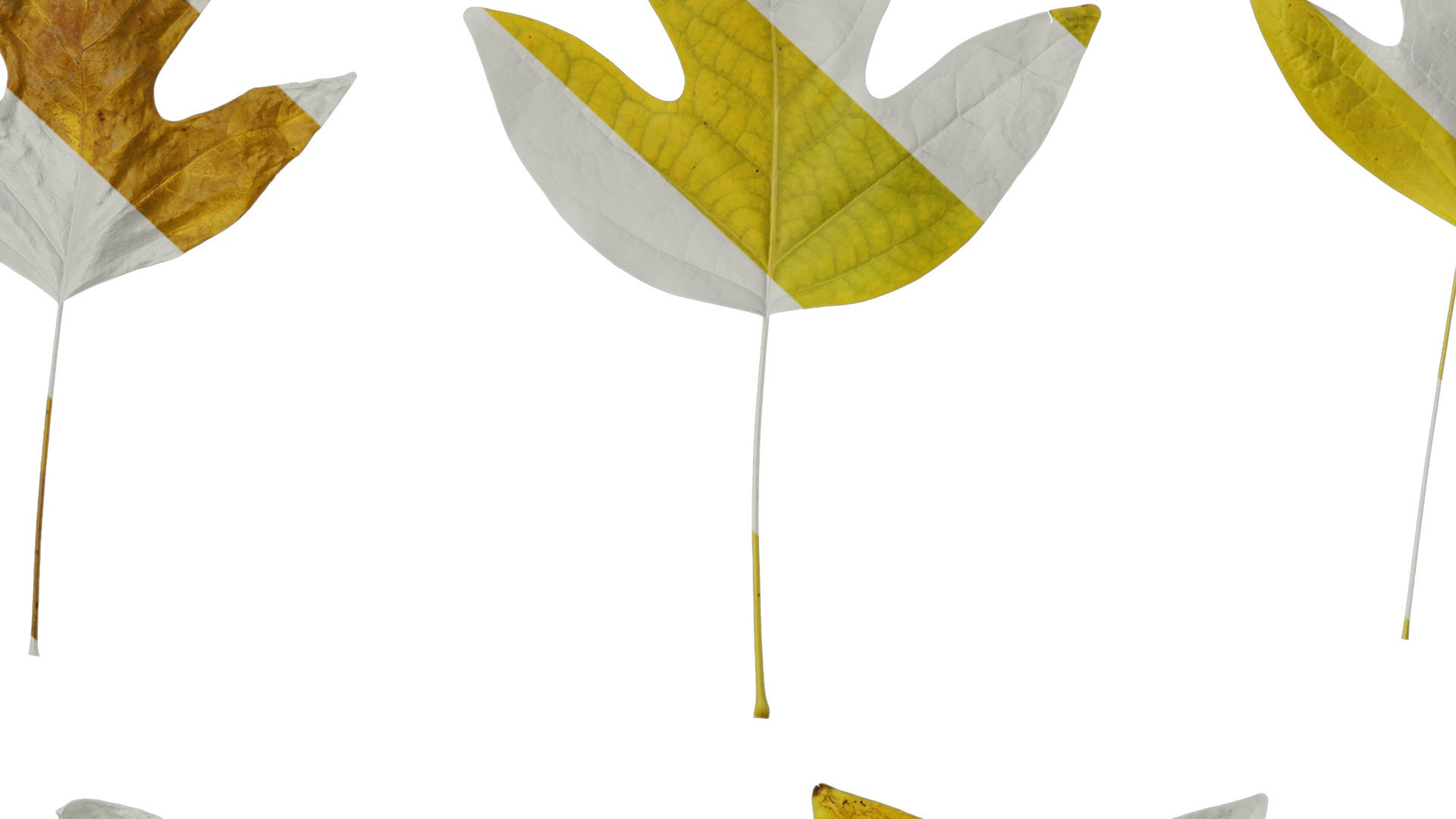 Anydrafts Liriodendron chinense Leaf 08 F Texture_7