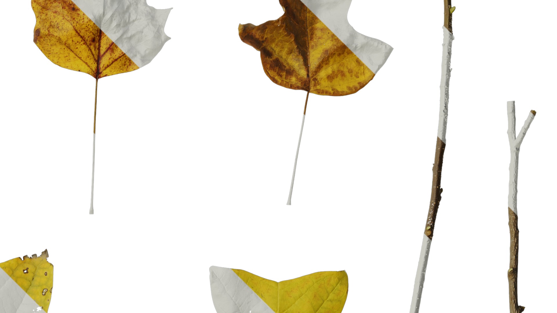 Anydrafts Liriodendron chinense Leaf 08 F Texture_2