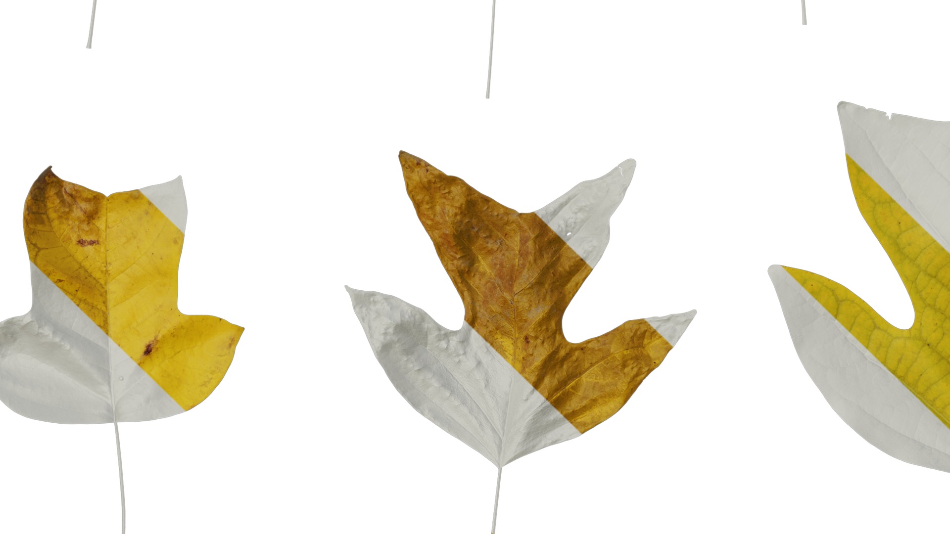 Anydrafts Liriodendron chinense Leaf 08 F Texture_3