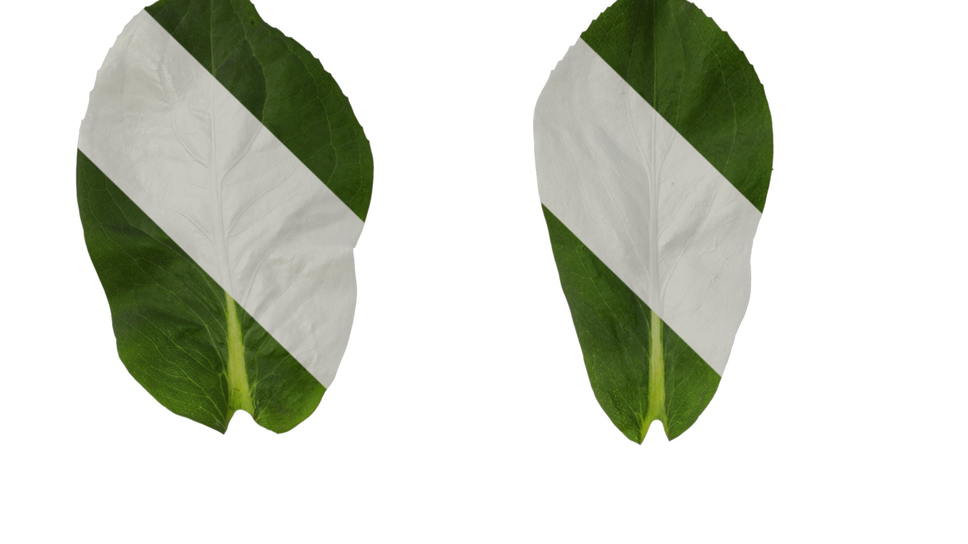 Anydrafts Rudbeckia maxima Leaf 01 Texture_1