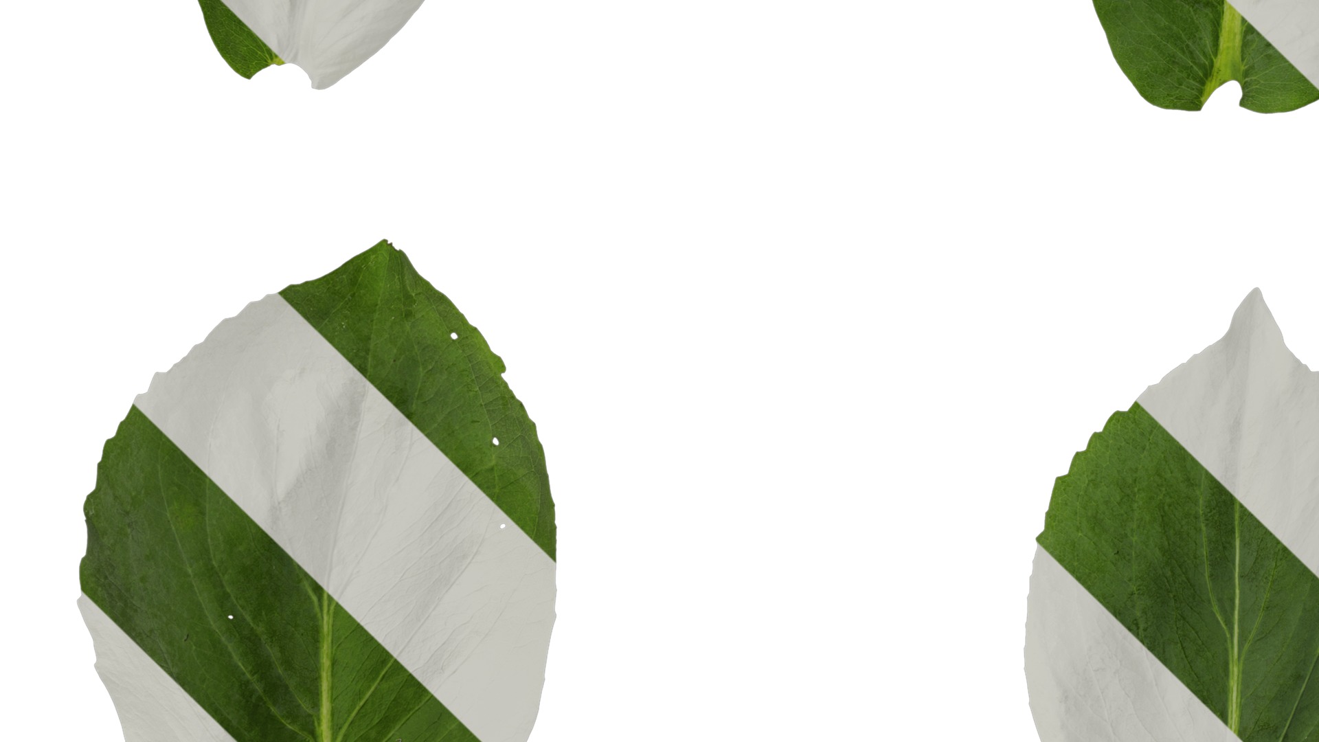 Anydrafts Rudbeckia maxima Leaf 01 Texture_5