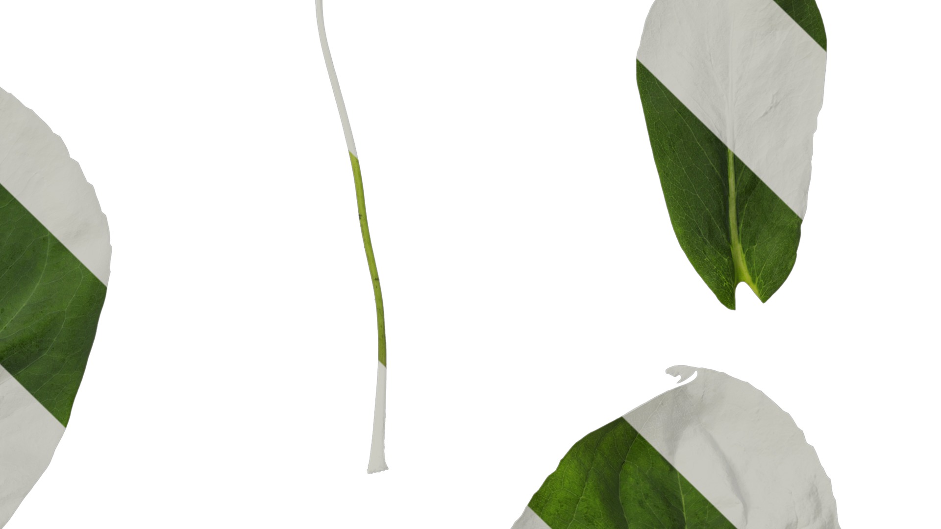 Anydrafts Rudbeckia maxima Leaf 01 Texture_4