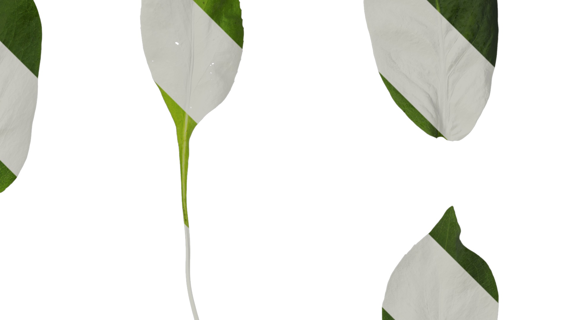 Anydrafts Rudbeckia maxima Leaf 01 Texture_2