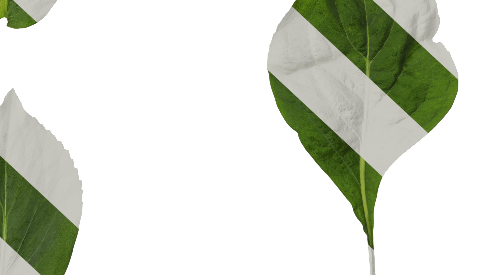 Anydrafts Rudbeckia maxima Leaf 01 Texture_6