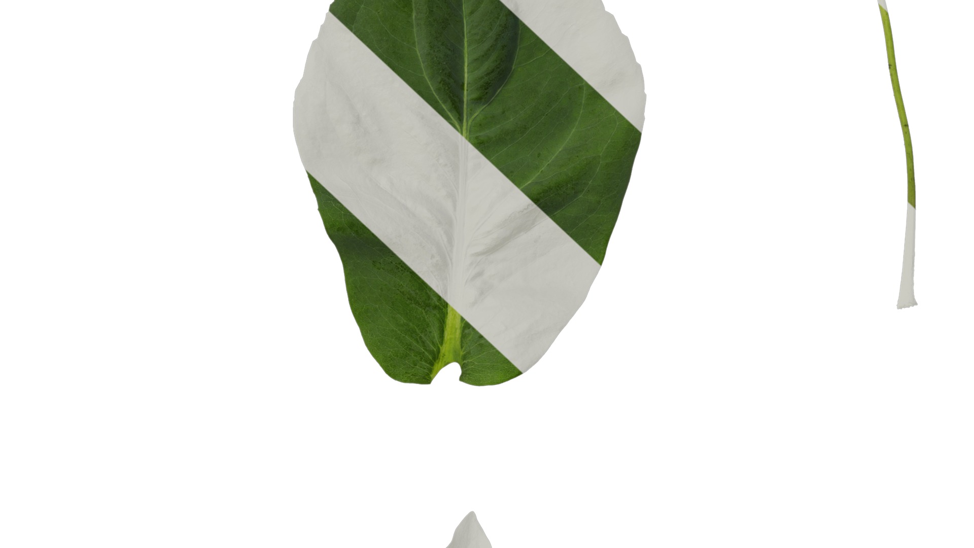 Anydrafts Rudbeckia maxima Leaf 01 Texture_7