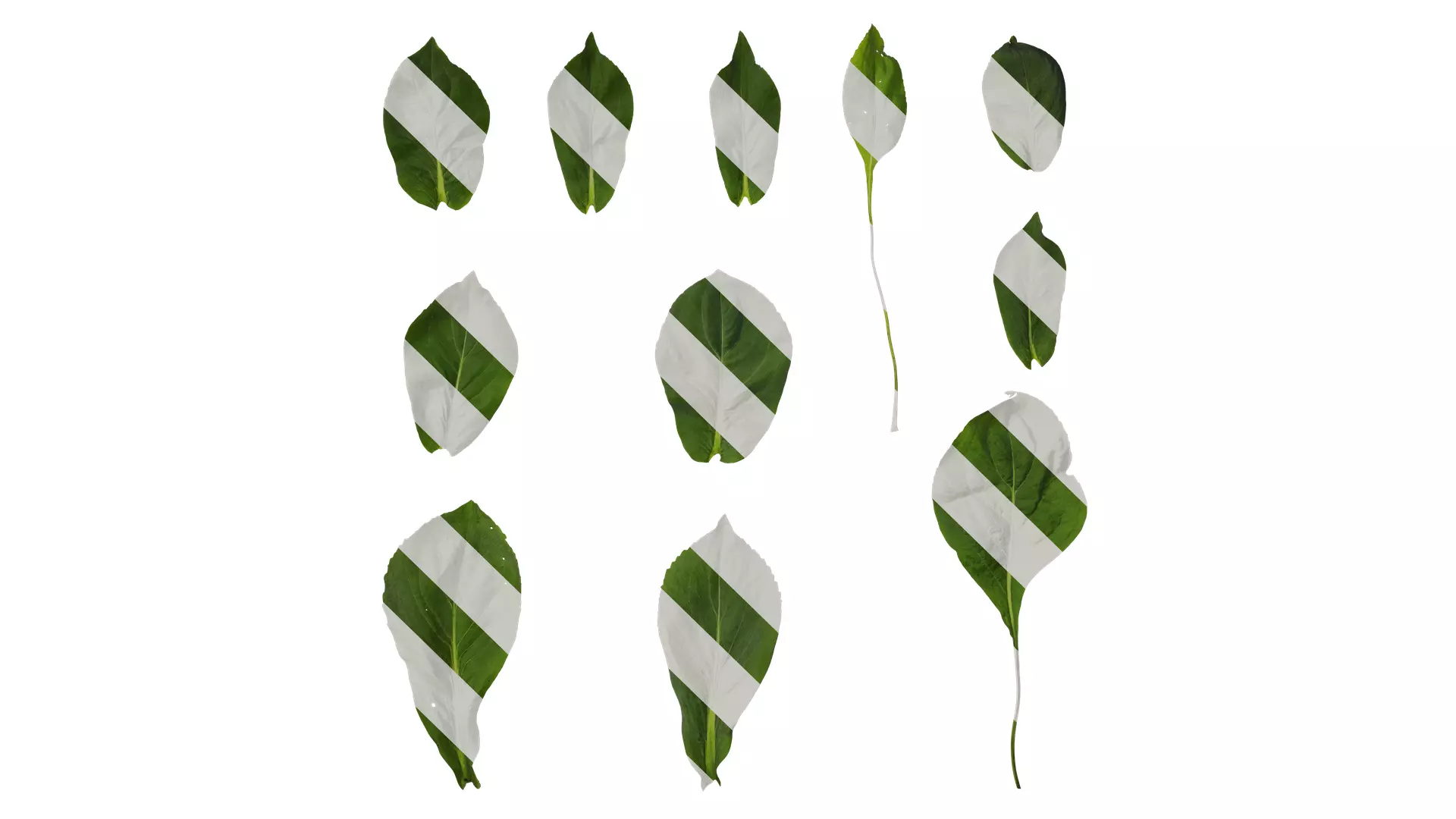 Anydrafts Rudbeckia maxima Leaf 01 Texture_0