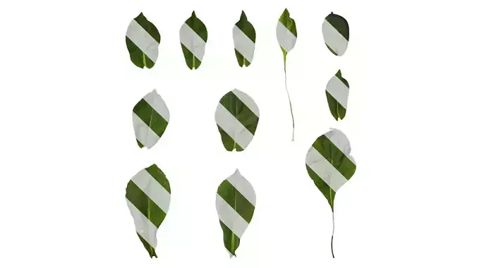 Anydrafts Rudbeckia maxima Leaf 01 Texture Anydrafts Rudbeckia maxima Leaf 01 Texture