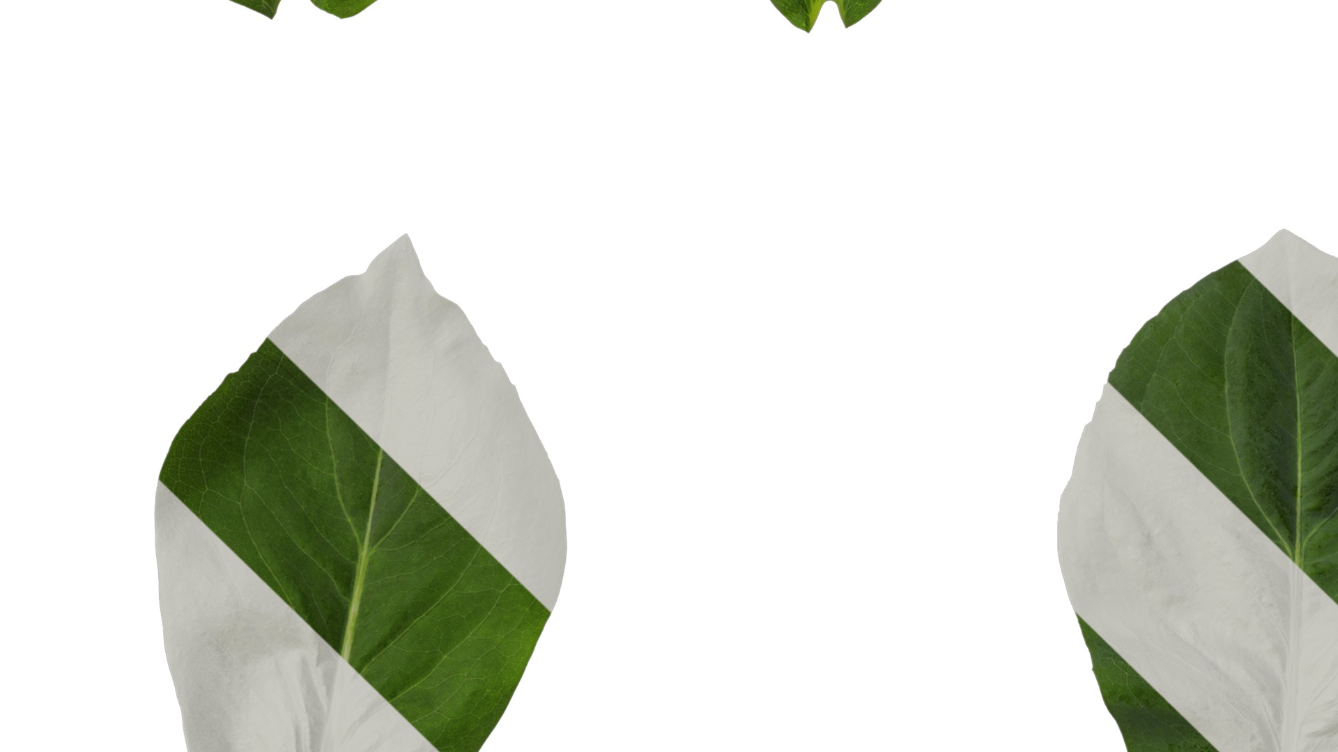 Anydrafts Rudbeckia maxima Leaf 01 Texture_3