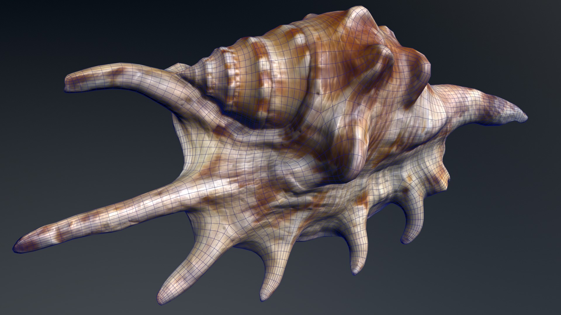 Sea Shell Low-poly 3D model_2