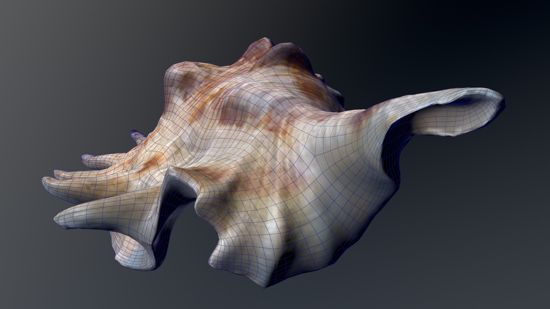 Sea Shell Low-poly 3D model_5