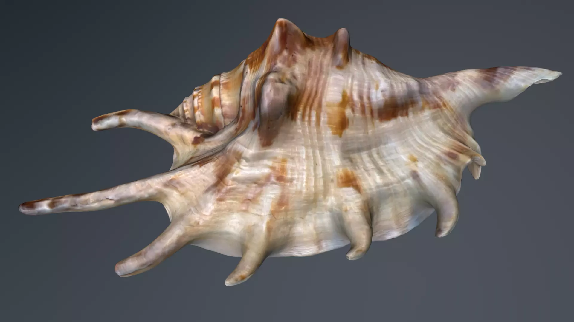Sea Shell Low-poly 3D model_0