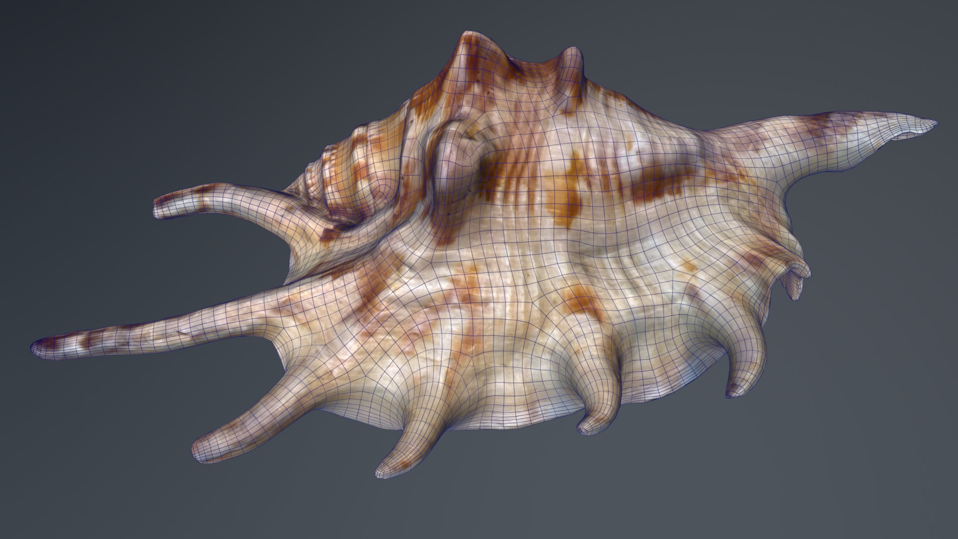 Sea Shell Low-poly 3D model_3