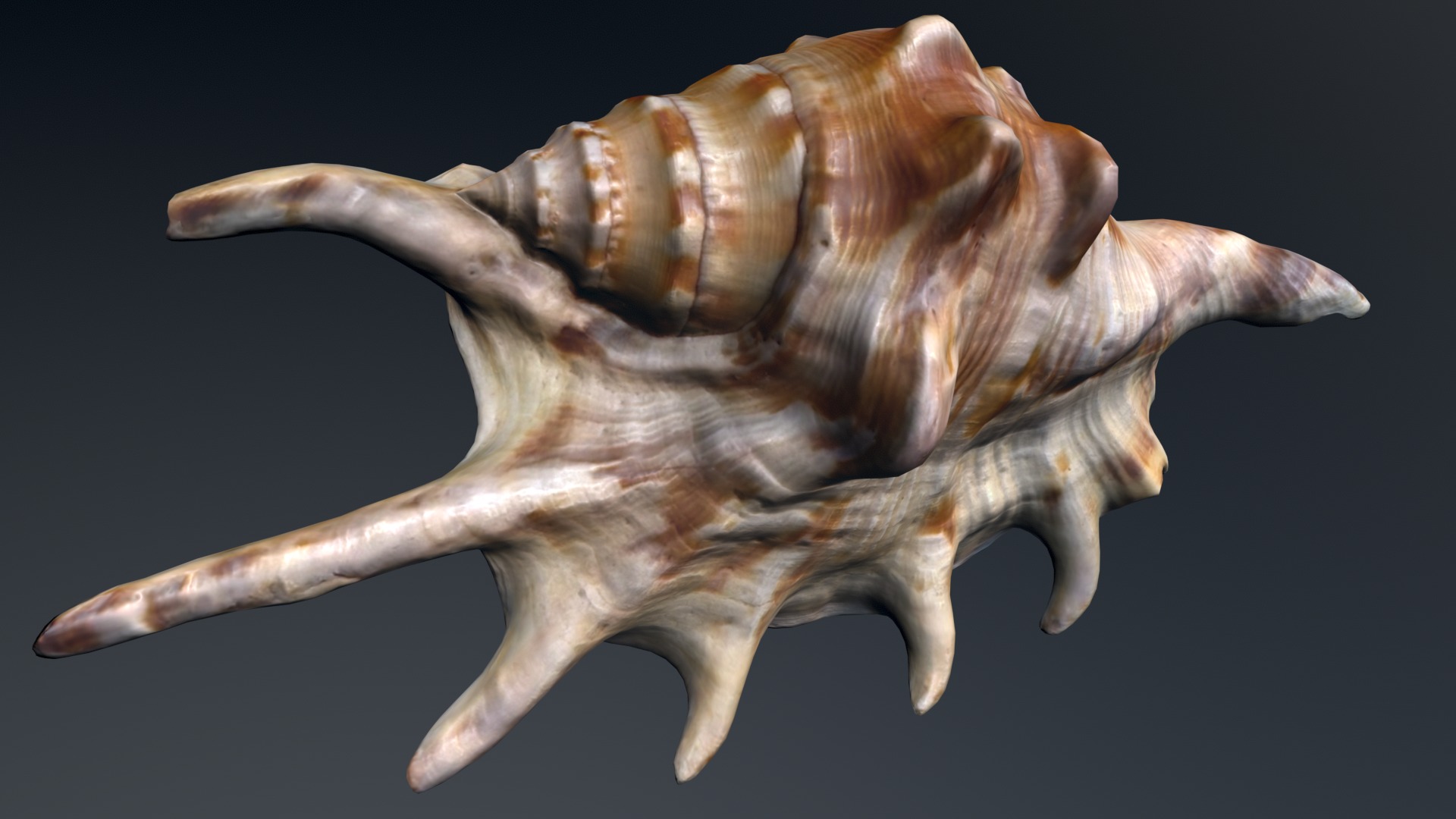 Sea Shell Low-poly 3D model_10