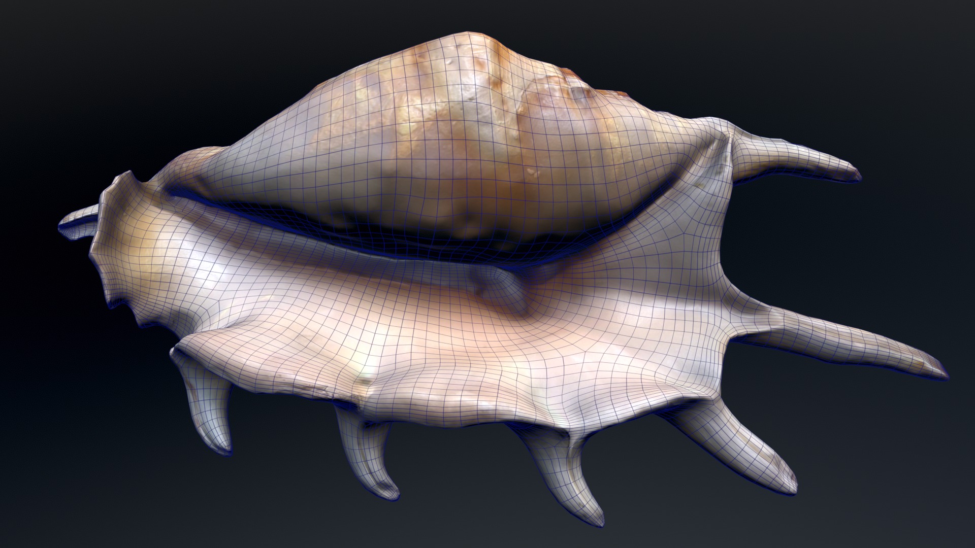 Sea Shell Low-poly 3D model_9