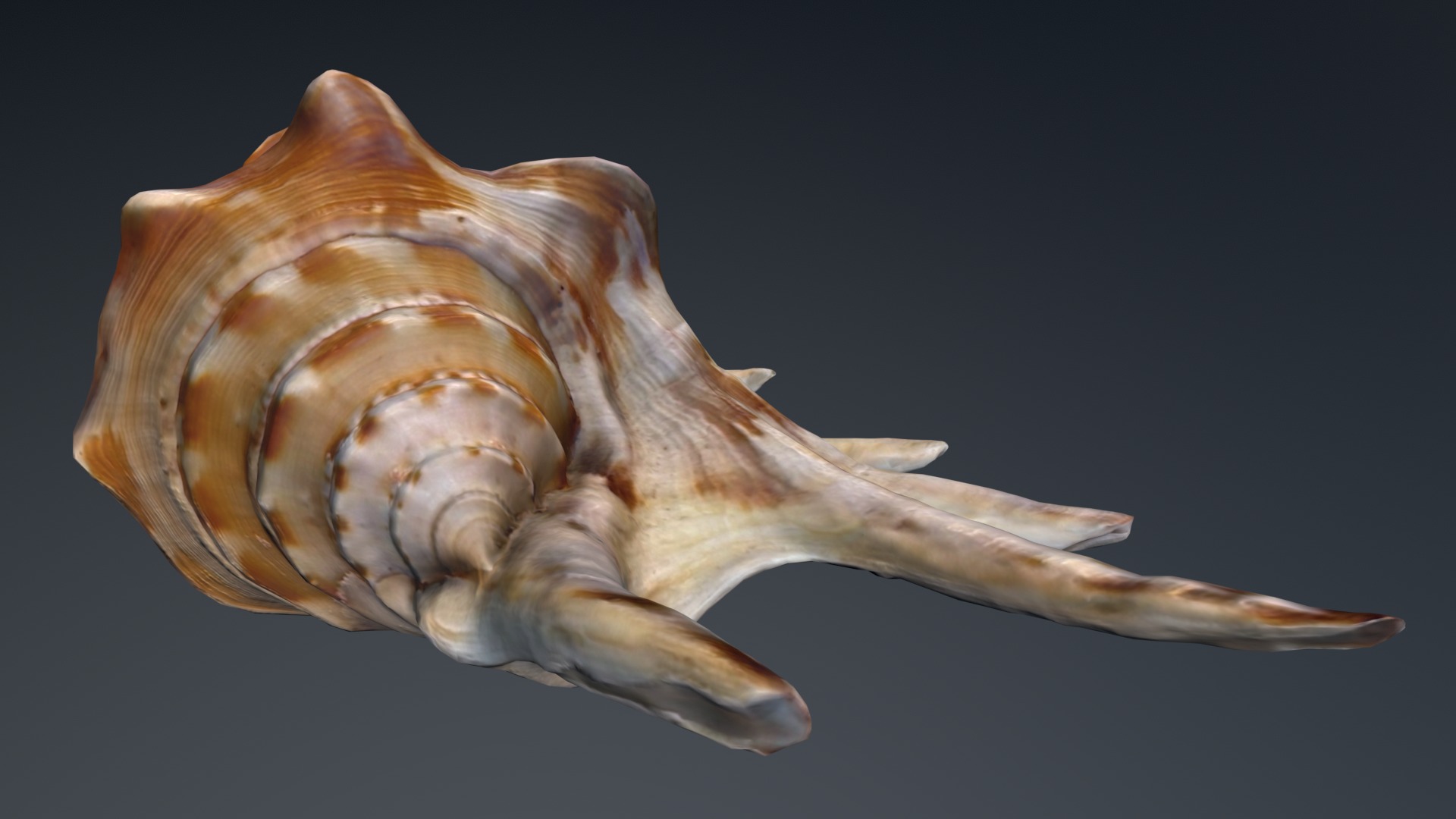 Sea Shell Low-poly 3D model_6