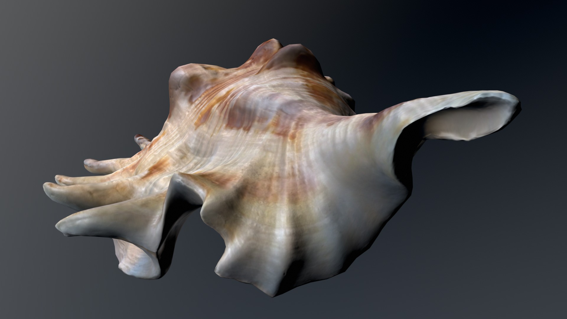Sea Shell Low-poly 3D model_4