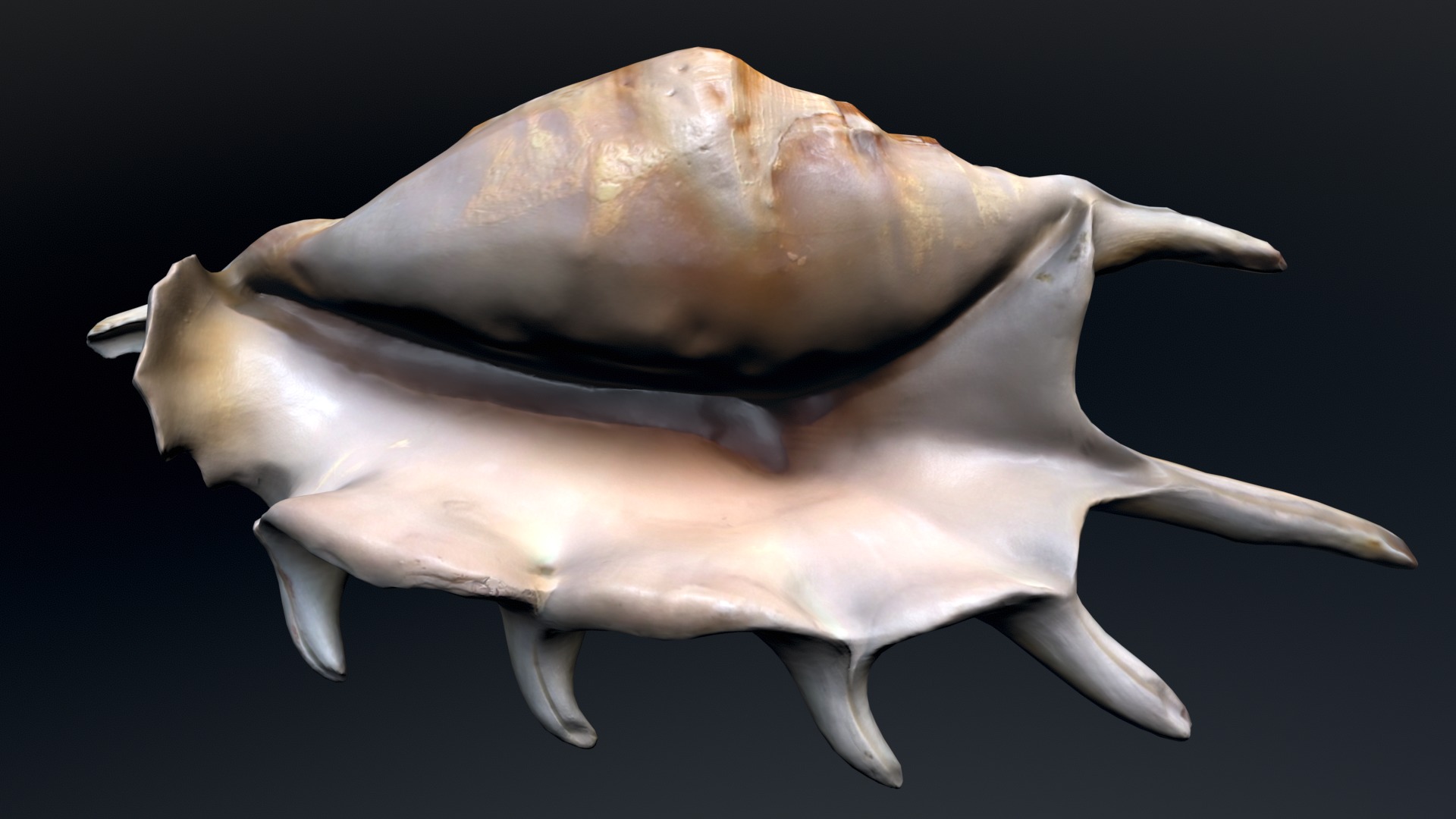 Sea Shell Low-poly 3D model_8
