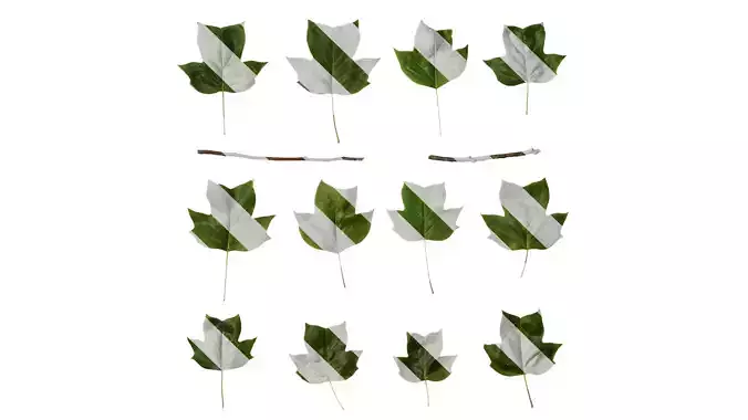 Anydrafts Liriodendron chinense Leaf 12