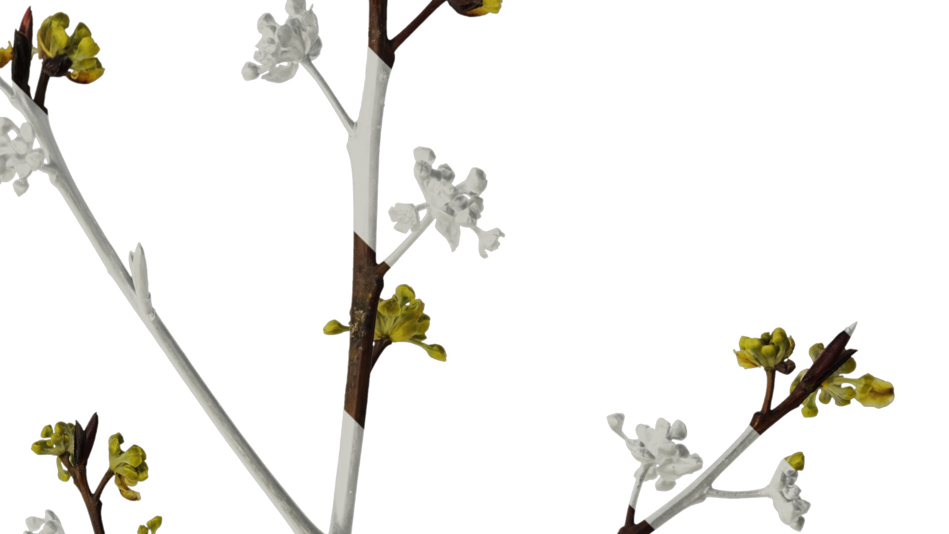 Anydrafts Litsea pungens Atlas 01 Texture_2