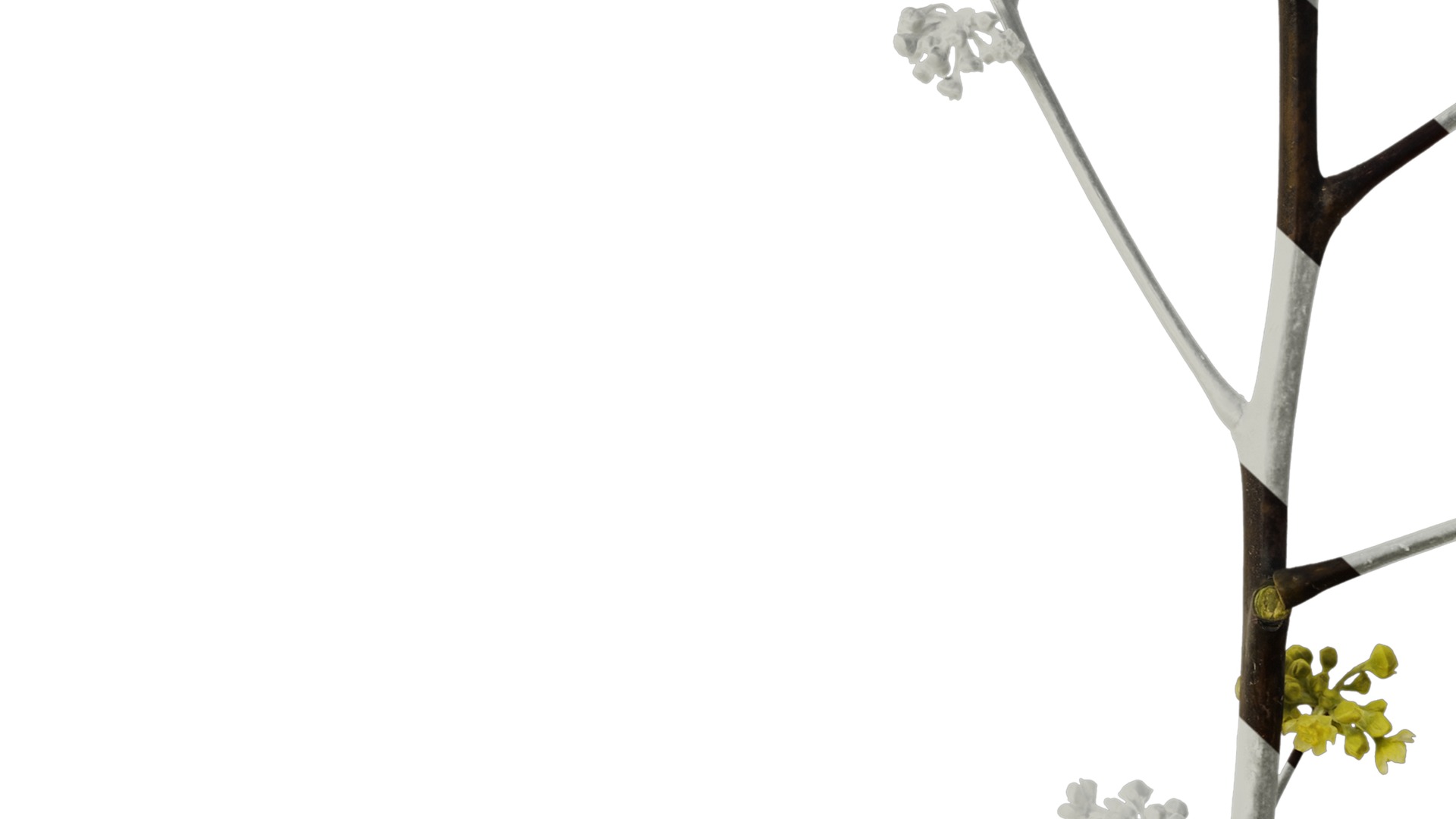 Anydrafts Litsea pungens Atlas 01 Texture_7