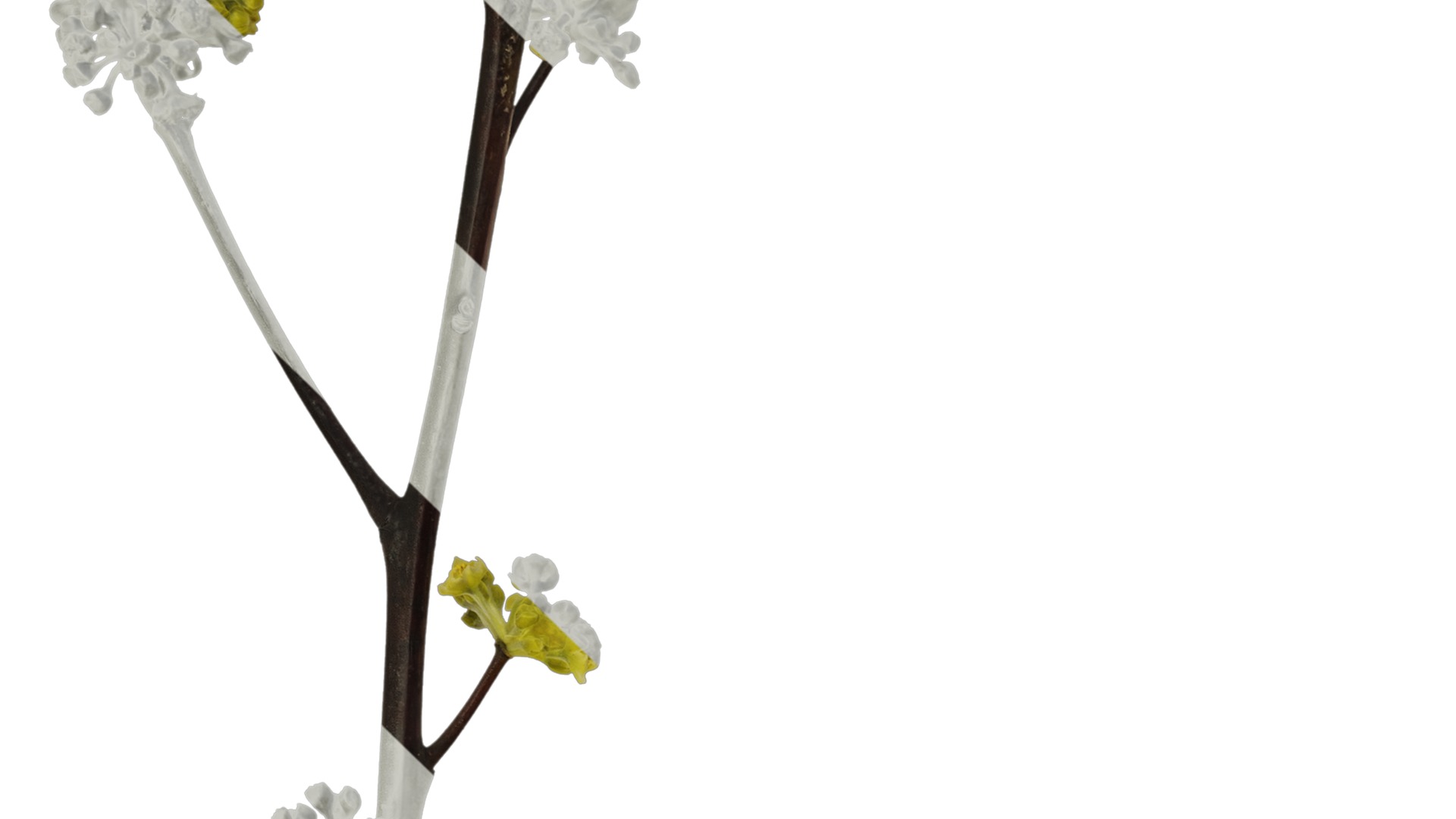 Anydrafts Litsea pungens Atlas 01 Texture_3