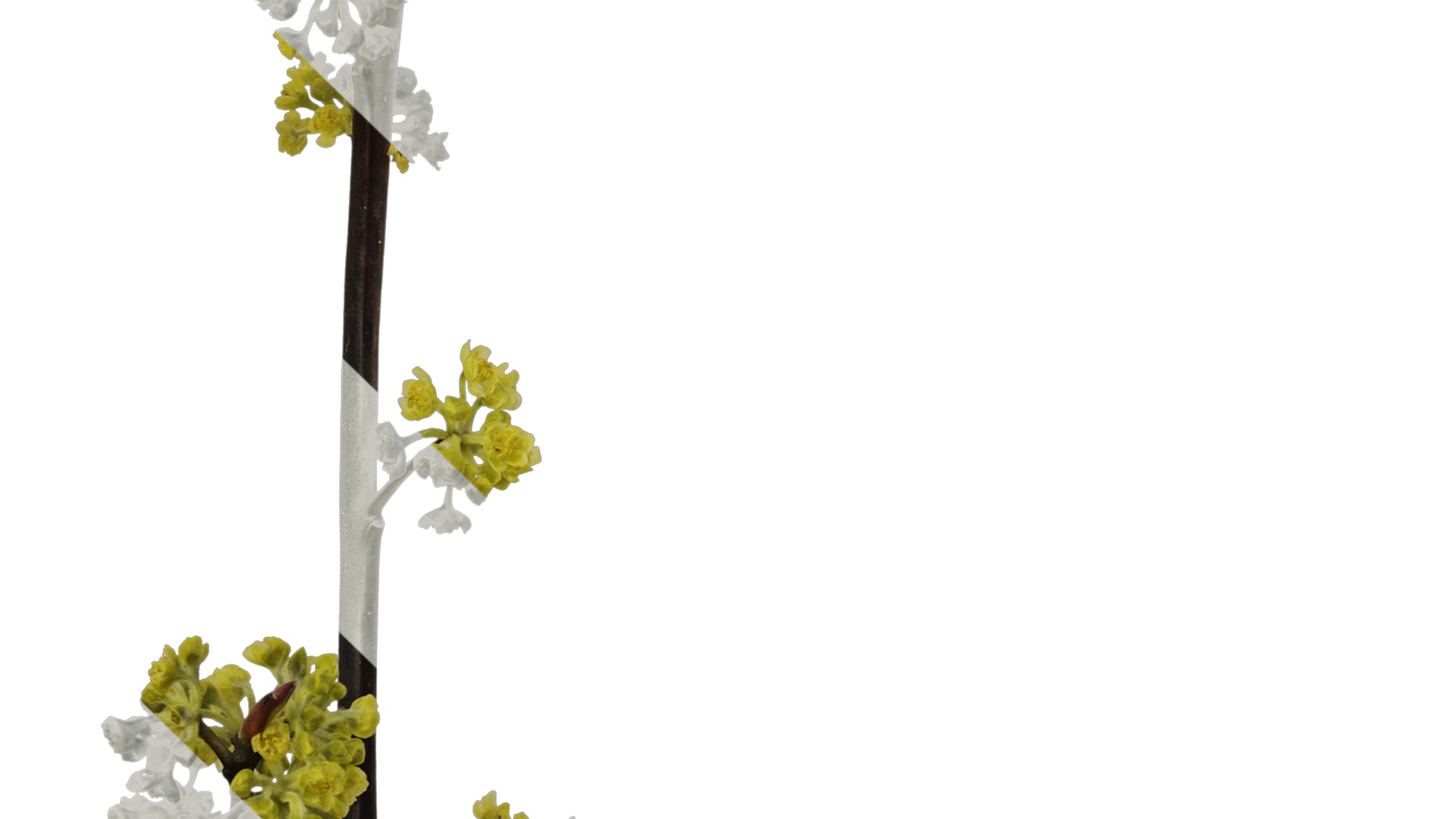 Anydrafts Litsea pungens Atlas 01 Texture_5