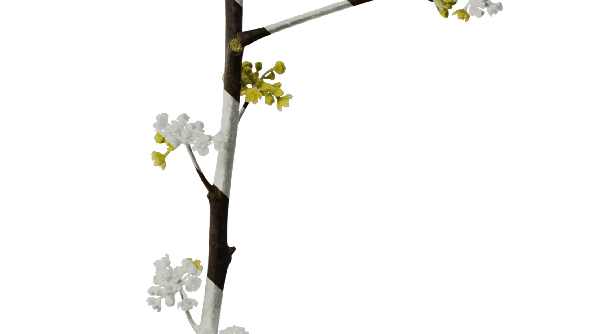 Anydrafts Litsea pungens Atlas 01 Texture_6