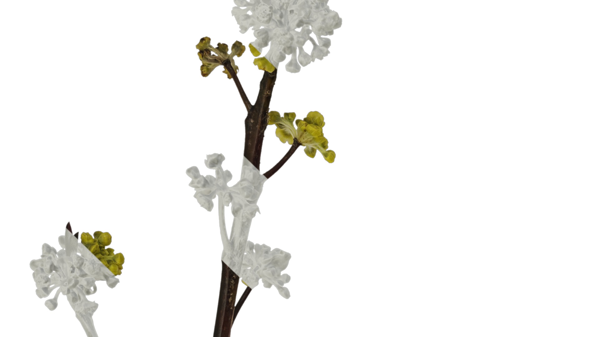 Anydrafts Litsea pungens Atlas 01 Texture_1