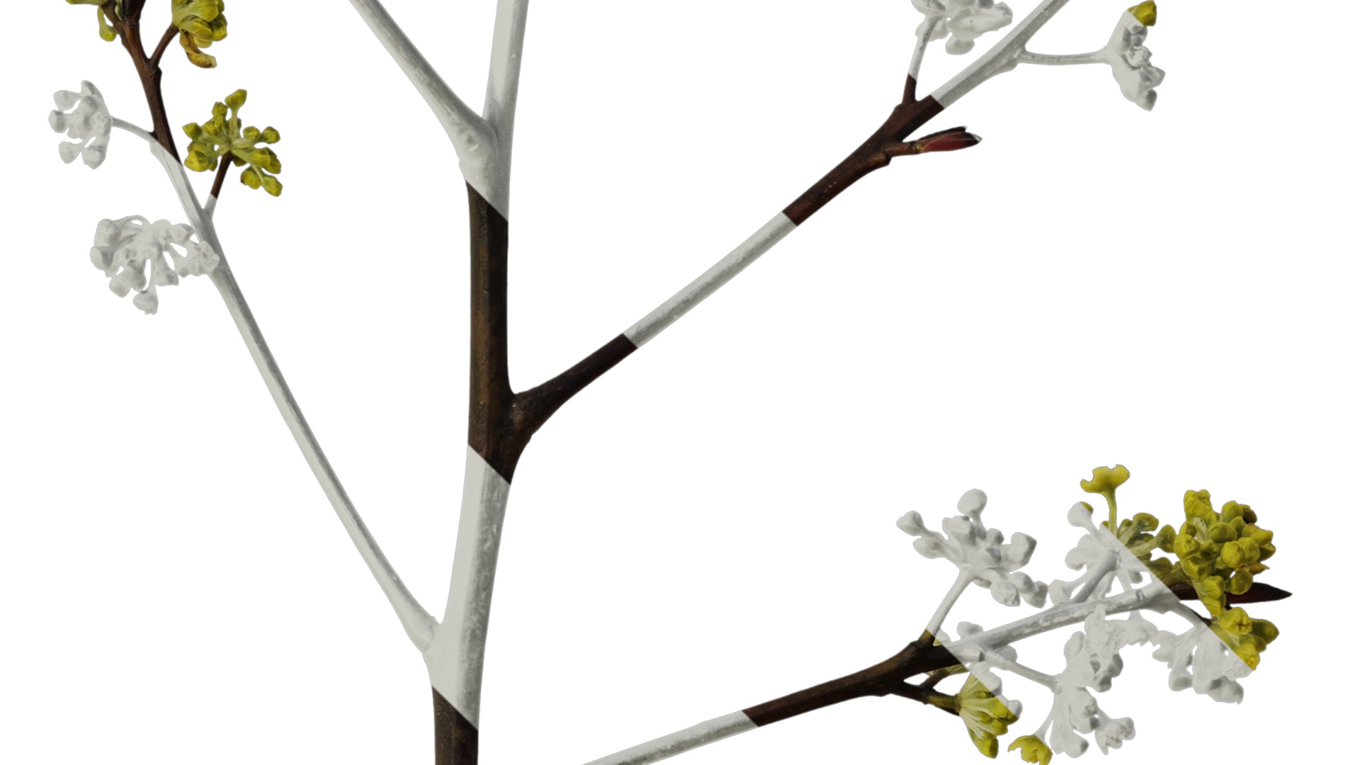 Anydrafts Litsea pungens Atlas 01 Texture_4