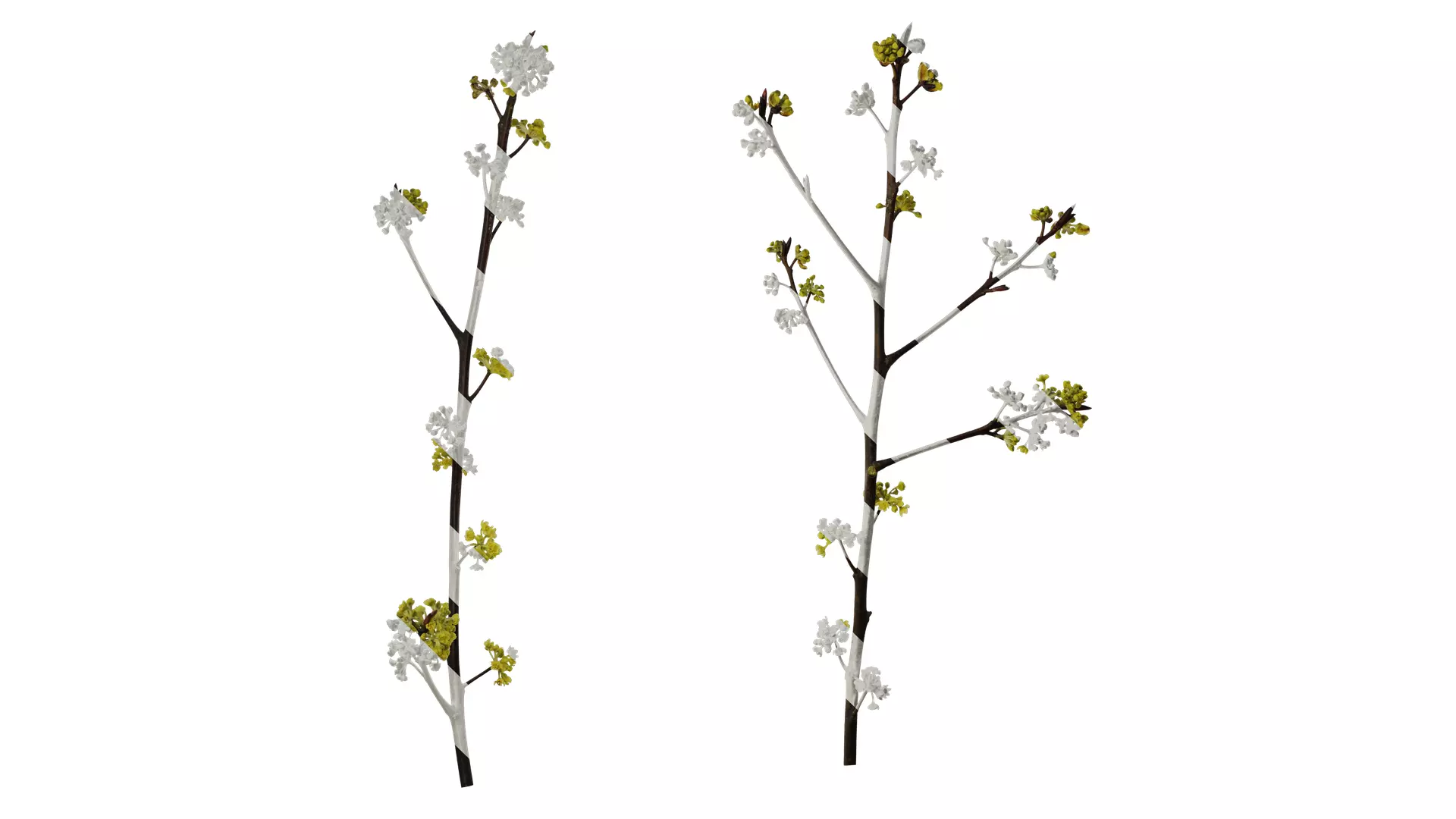 Anydrafts Litsea pungens Atlas 01 Texture_0