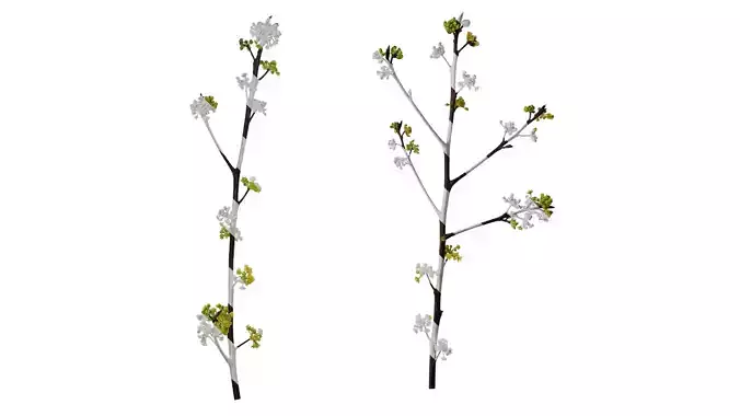 Anydrafts Litsea pungens Atlas 01