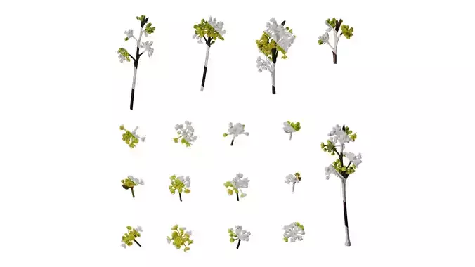 Anydrafts Litsea pungens Flower 01