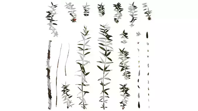 Anydrafts Lonicera rupicola Atlas 02