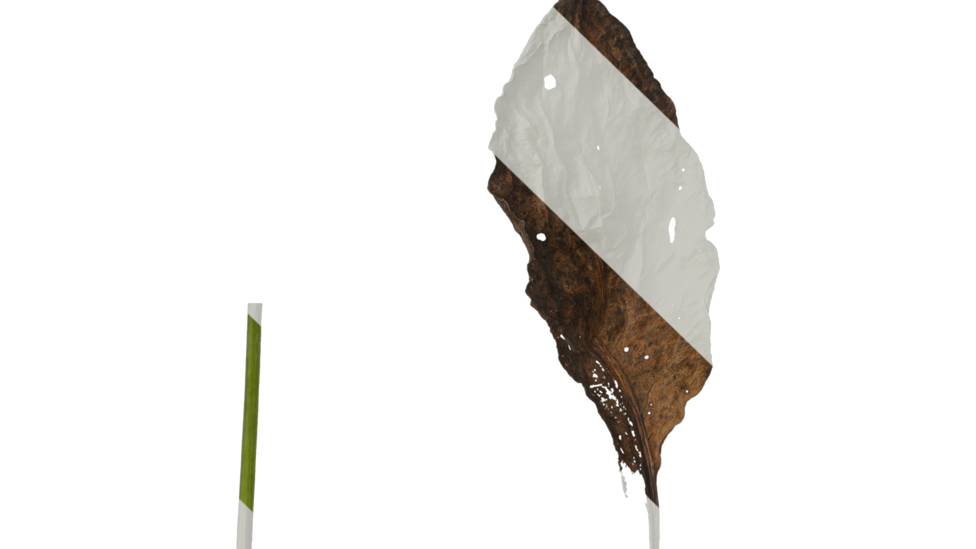 Anydrafts Rudbeckia maxima Leaf 02 Texture_1