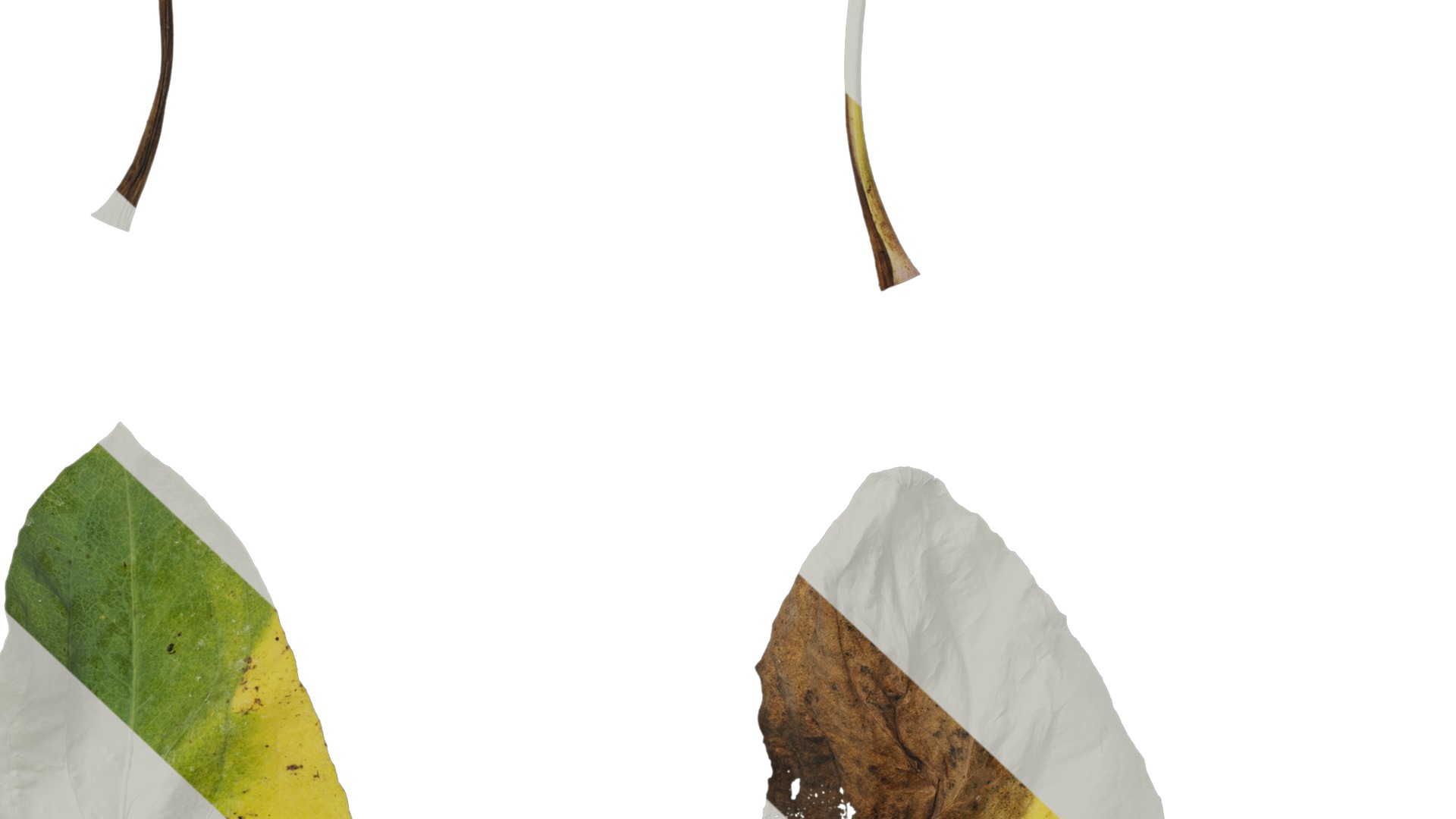 Anydrafts Rudbeckia maxima Leaf 02 Texture_7