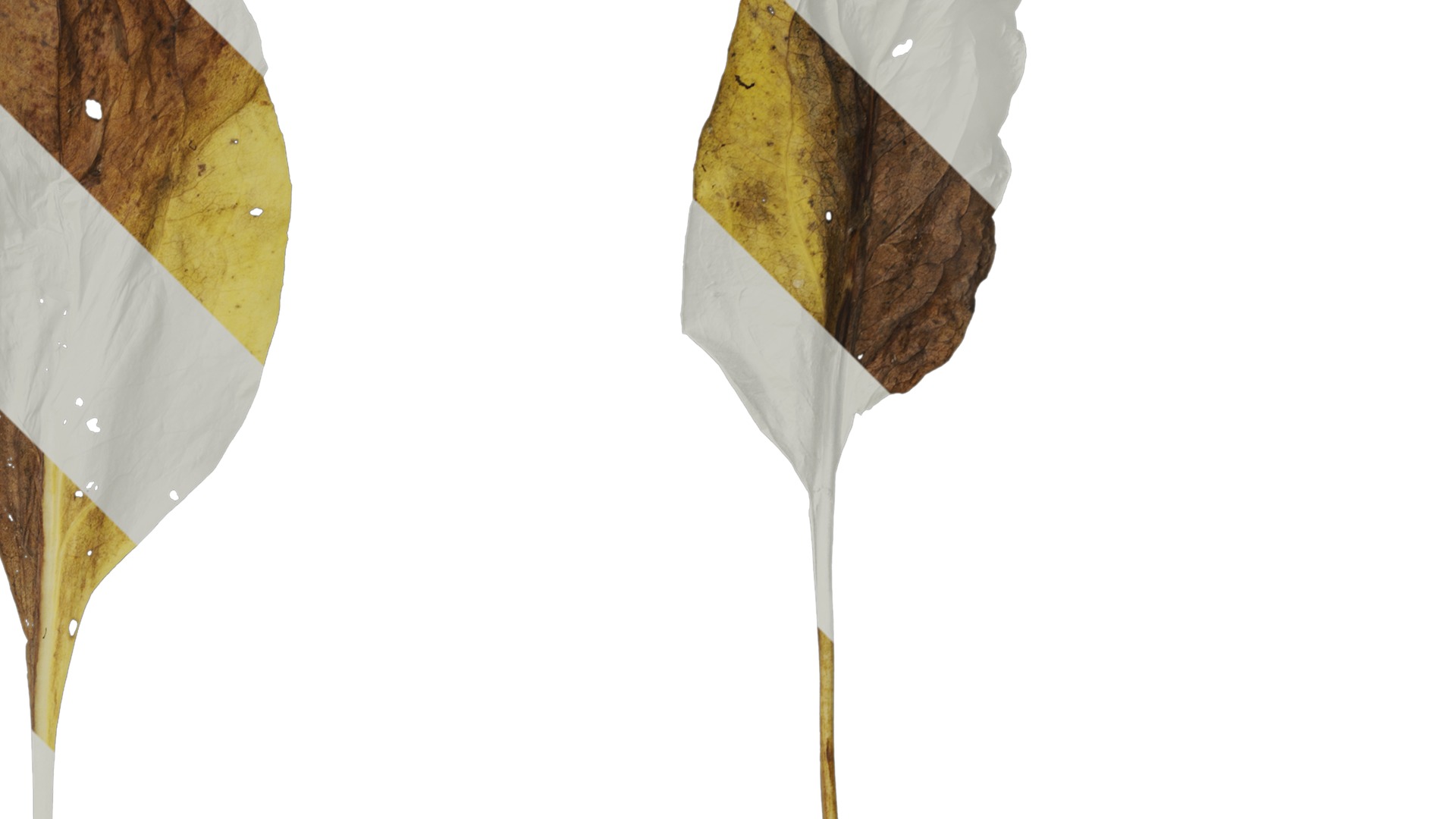 Anydrafts Rudbeckia maxima Leaf 02 Texture_2