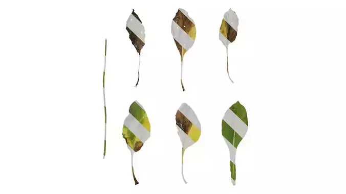 Anydrafts Rudbeckia maxima Leaf 02 Texture Anydrafts Rudbeckia maxima Leaf 02 Texture