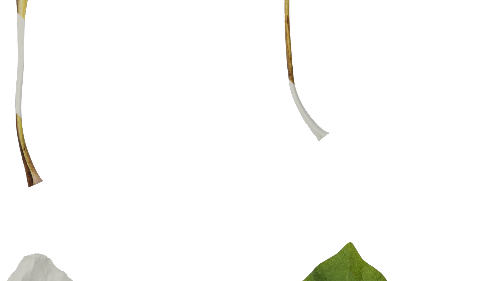 Anydrafts Rudbeckia maxima Leaf 02 Texture_4