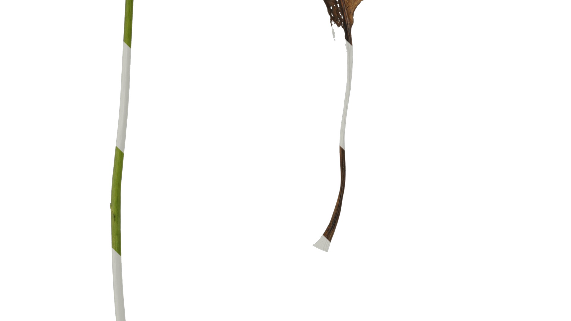 Anydrafts Rudbeckia maxima Leaf 02 Texture_3