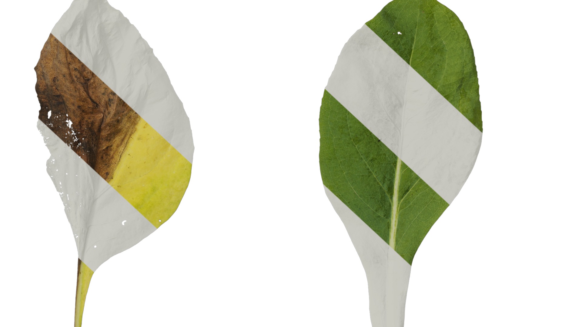 Anydrafts Rudbeckia maxima Leaf 02 Texture_6