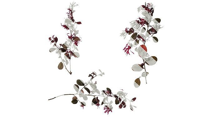 Anydrafts Loropetalum chinense Atlas 04 Texture