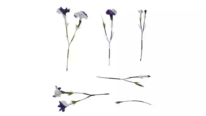 Anydrafts Ruellia simplex Atlas 03