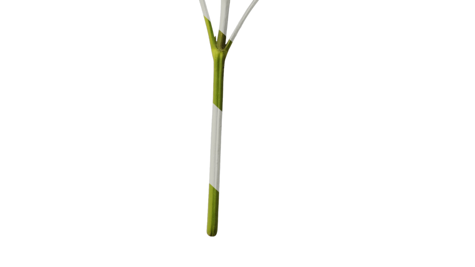 Anydrafts Ruellia simplex Atlas 04 Texture_6