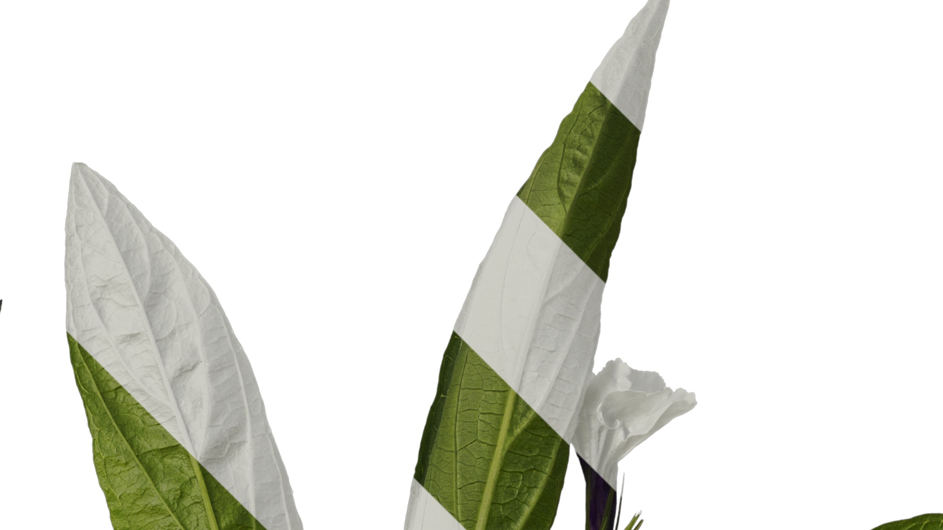 Anydrafts Ruellia simplex Atlas 04 Texture_2