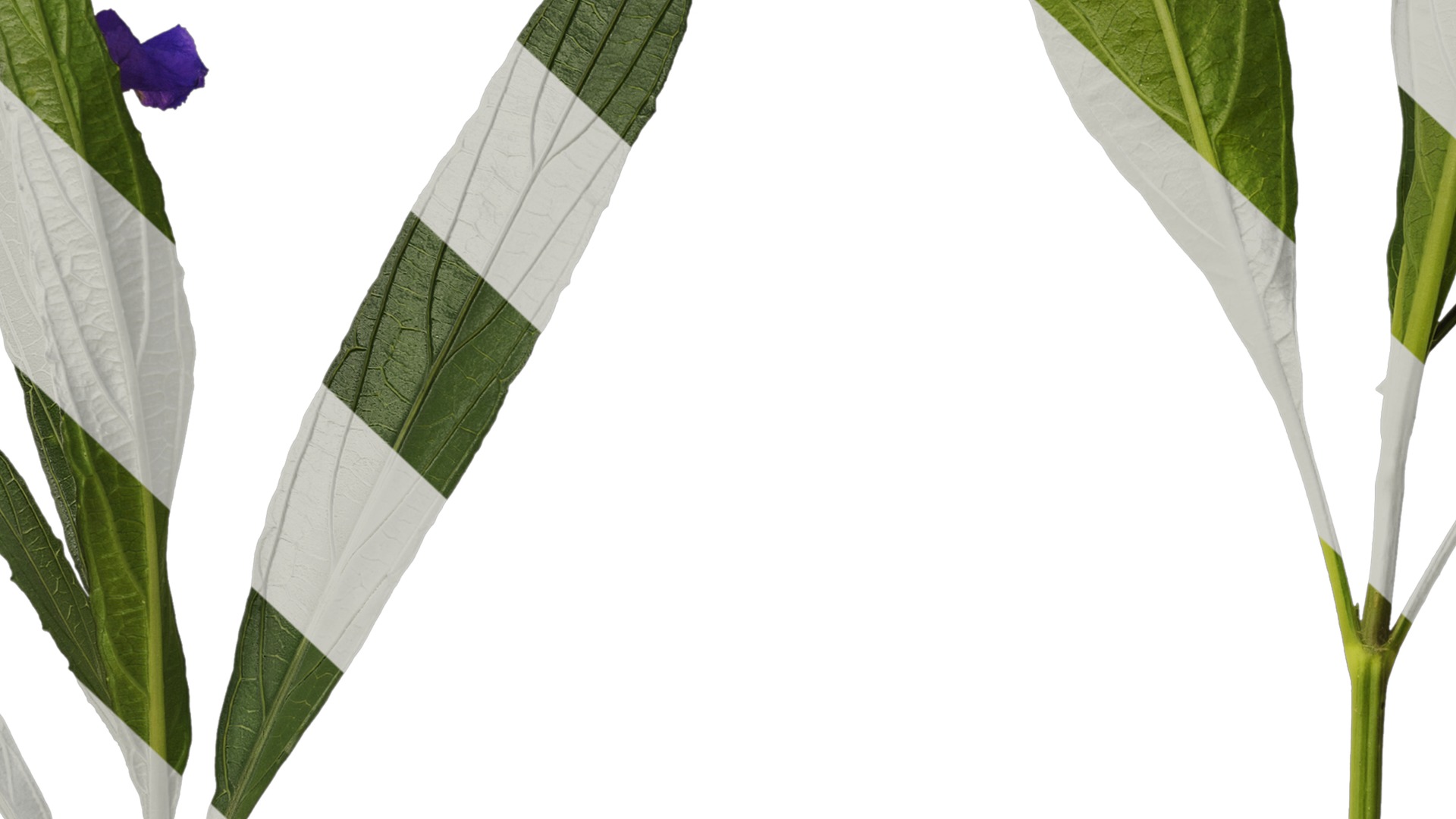 Anydrafts Ruellia simplex Atlas 04 Texture_7