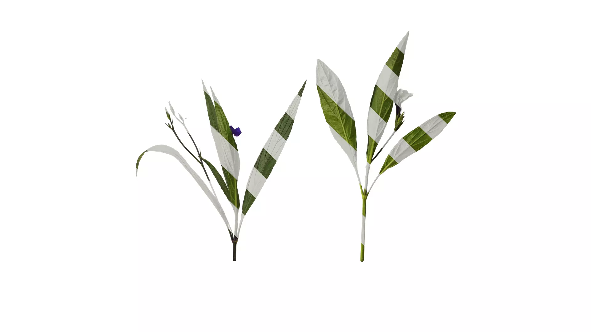 Anydrafts Ruellia simplex Atlas 04 Texture_0