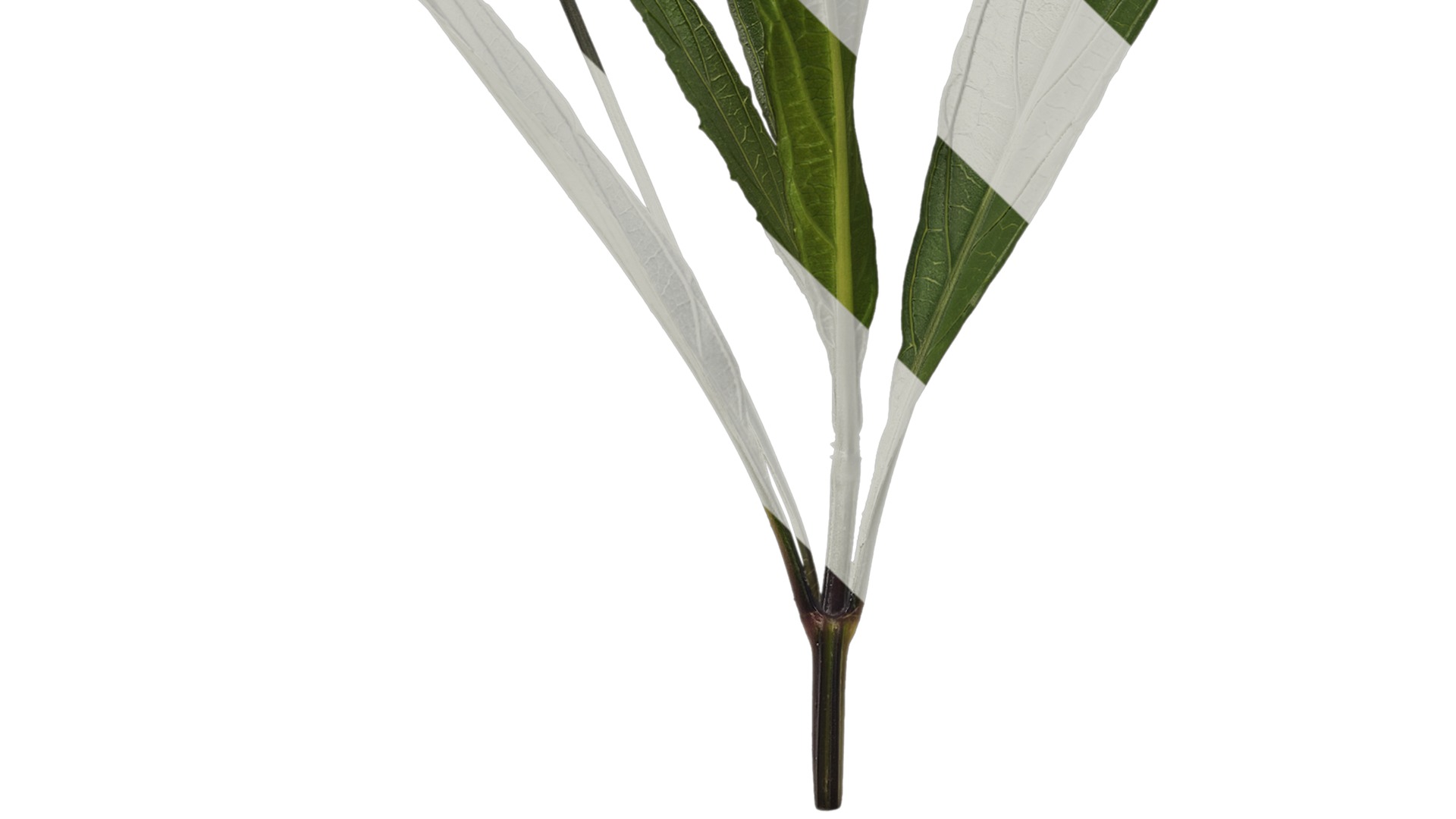 Anydrafts Ruellia simplex Atlas 04 Texture_5