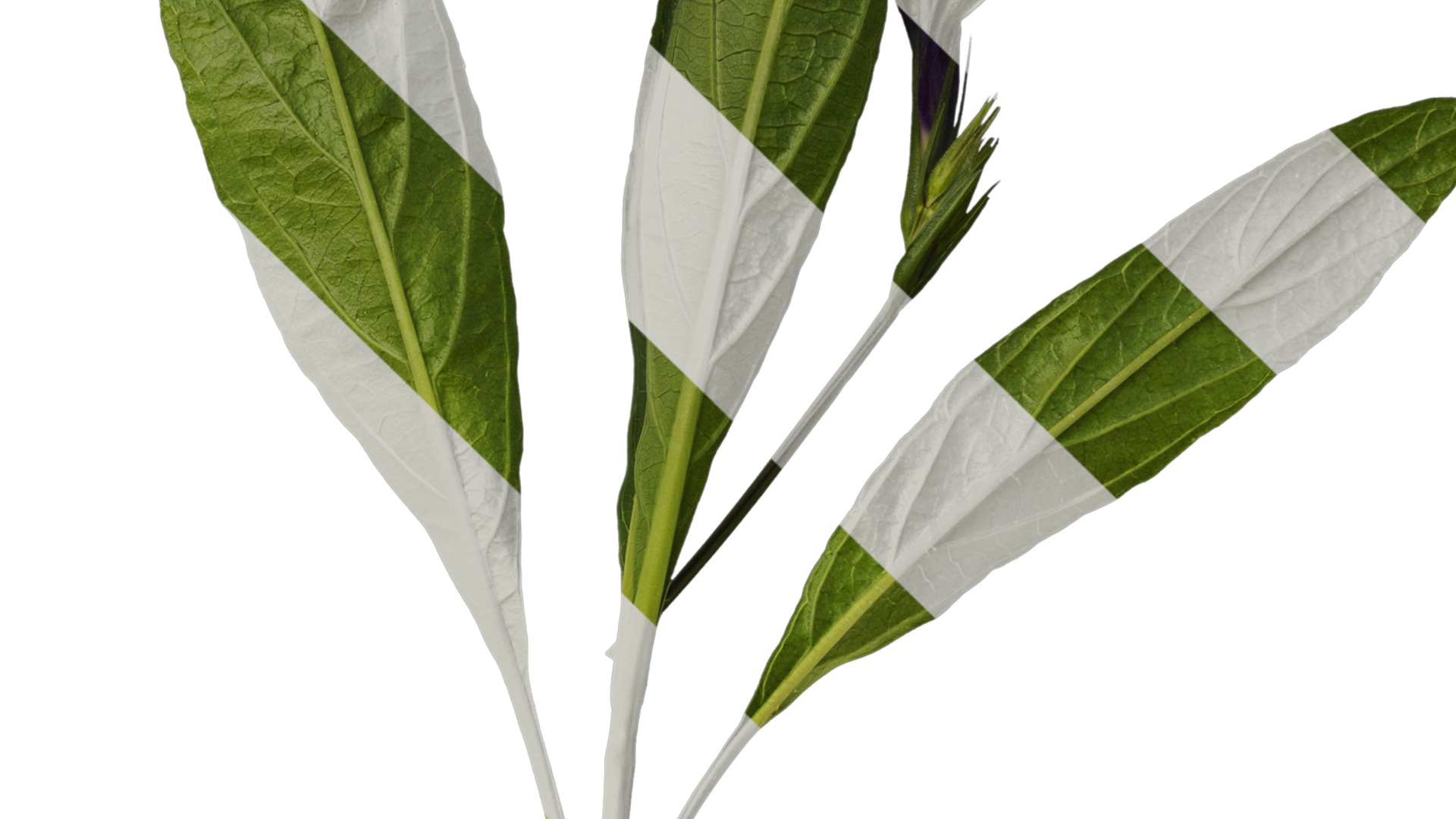 Anydrafts Ruellia simplex Atlas 04 Texture_4