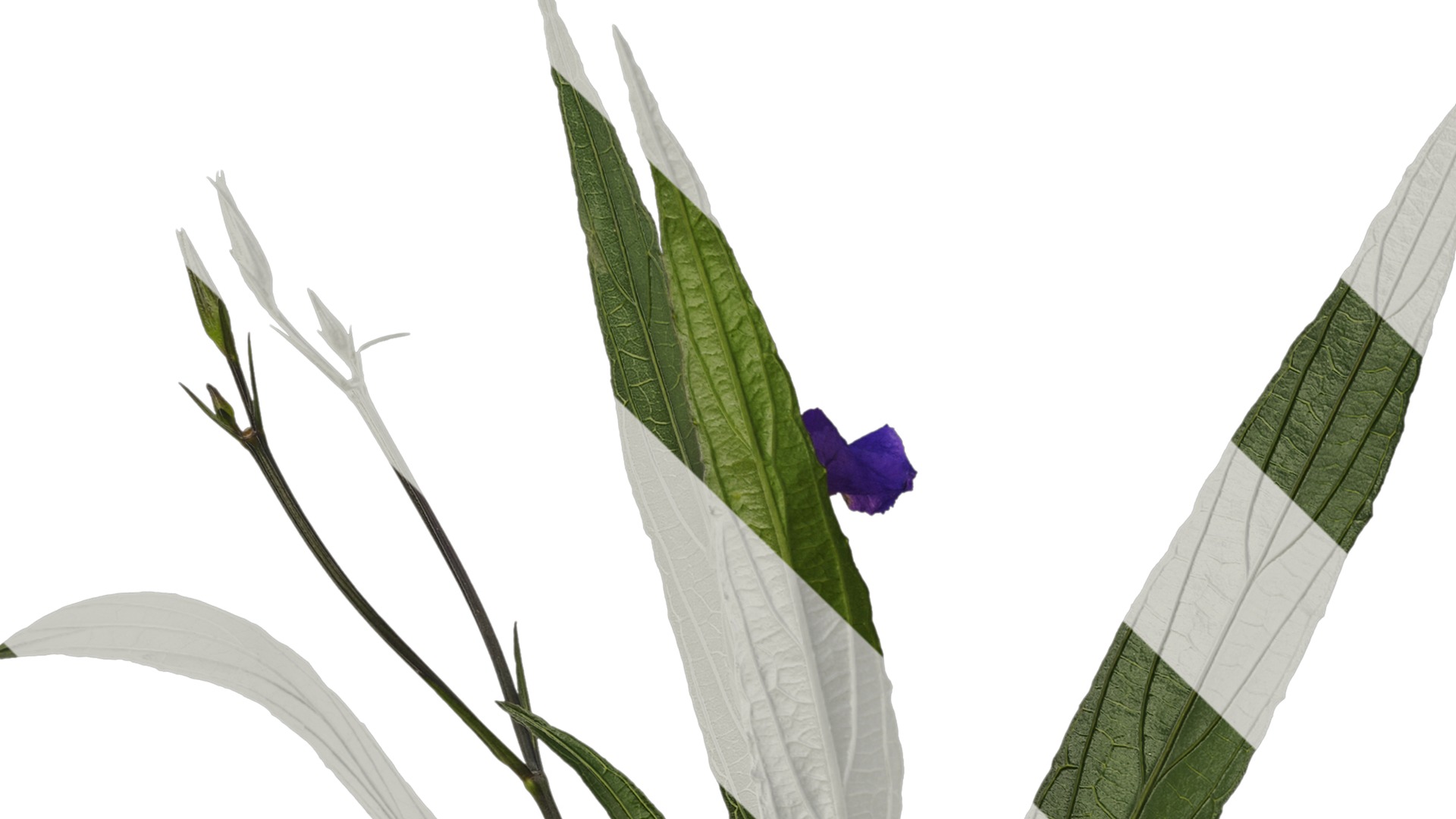 Anydrafts Ruellia simplex Atlas 04 Texture_3