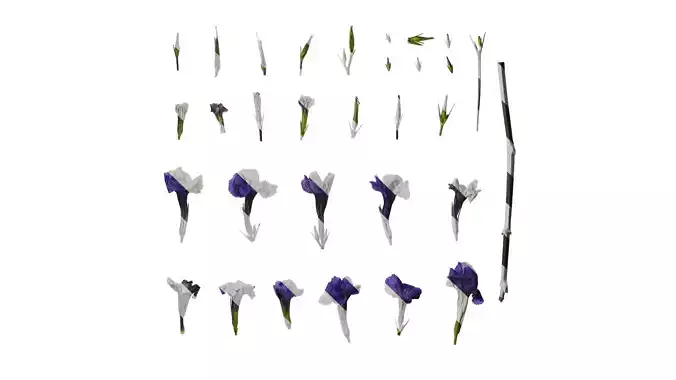 Anydrafts Ruellia simplex Flower 01